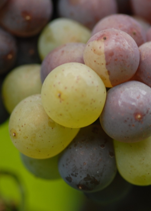 Mutation von Grauburgunder zu Weisburgunder ANT 0922